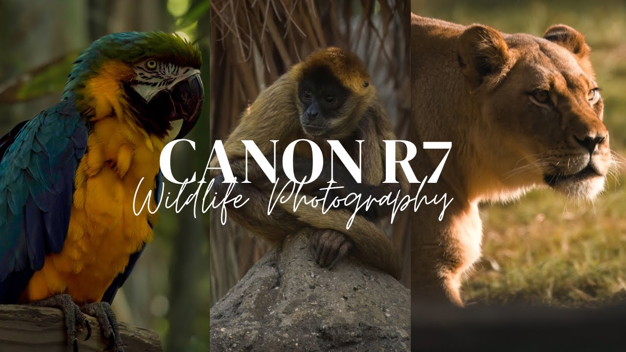 Capture Amazing 