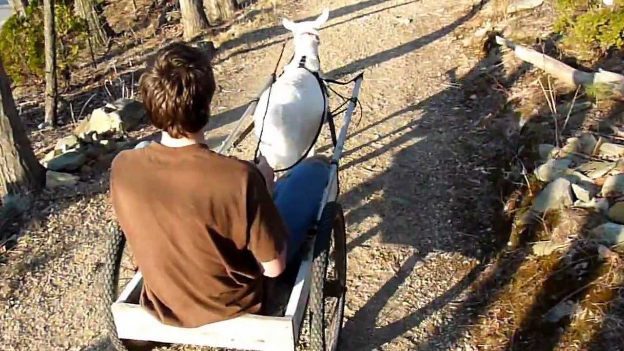 Goat pulls wagon up steep hill