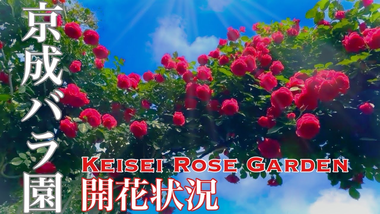 2025年5月8日現在　開花状況【京成バラ園】つるバラ見頃。蕾がいっぱいのバラ園‼️週末から見頃がいっぱい‼️#京成バラ園 #ばら #flowers#4k チャンネル登録　👍よろしくお願い致します