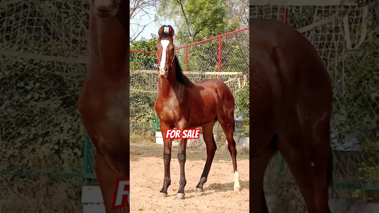 Marwari colt For sale +91 62398 65126