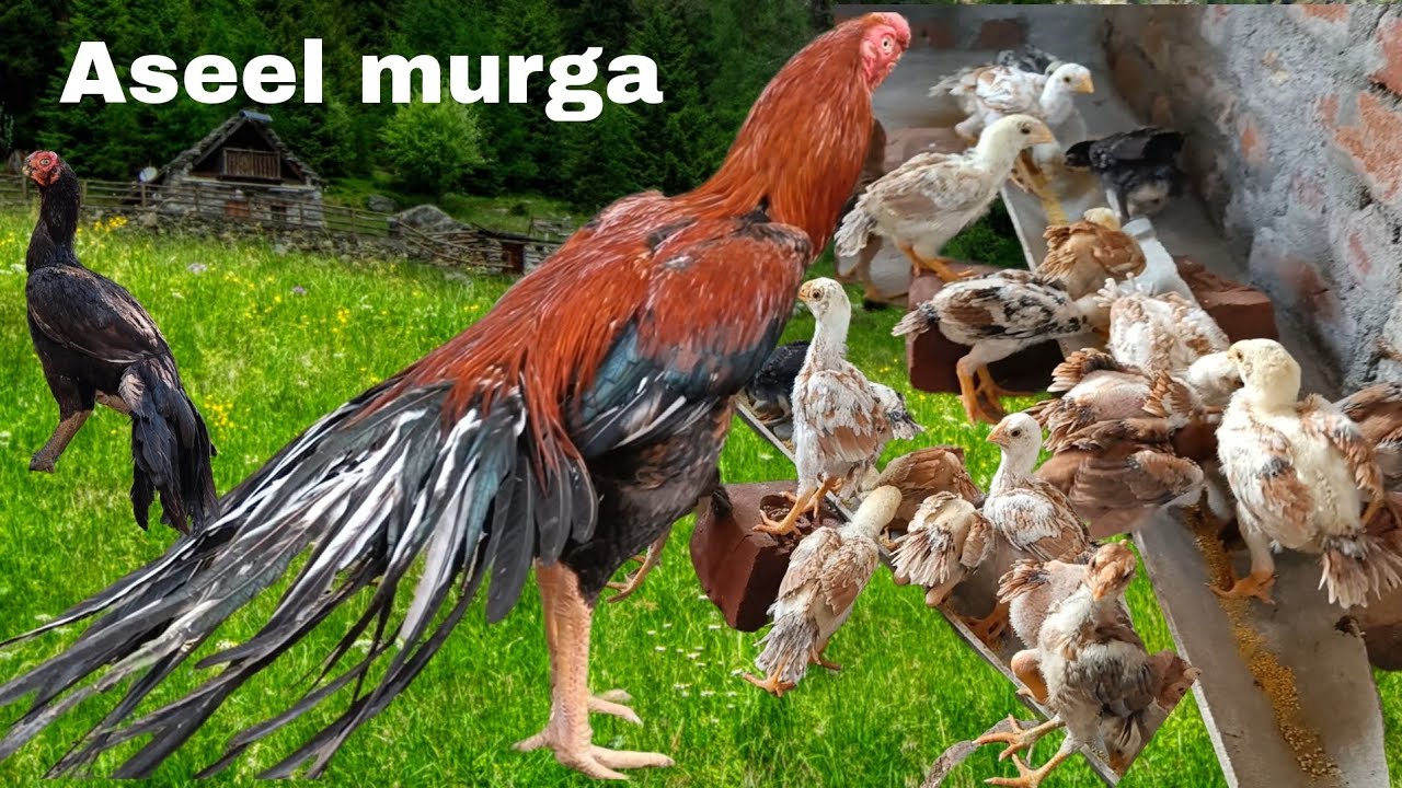 parrot big tempar tel aseel murga ka chicks available ha ( Dipak aseel farm West Bengal,)