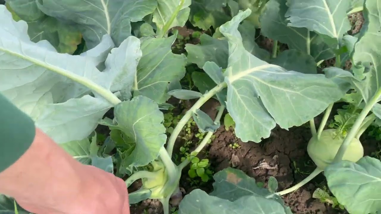 Hofbeet Infovideo Nr.1 Saison 2025