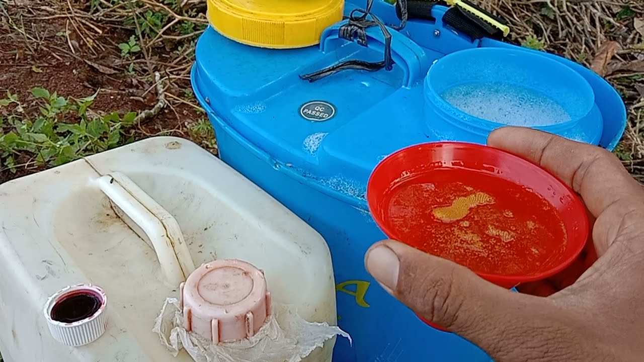 Setelah Tanam Batang Singkong SEMPROT RUMPUT  menggunakan Herbisida Sistemix yang ampuhhh