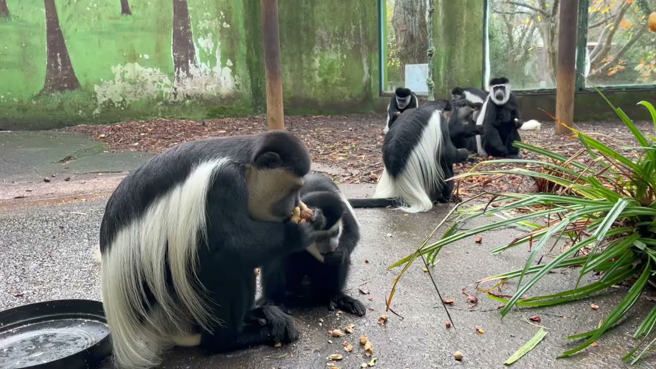 Viviendo en un Zoo: Nuestros colobos | Santillana del Mar