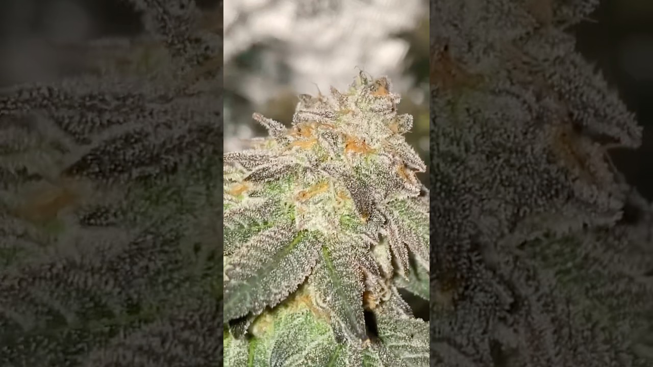 CANDY FUMEZ (zkittlez x sherbanger) bred by Boston roots x bloom seed co #organic