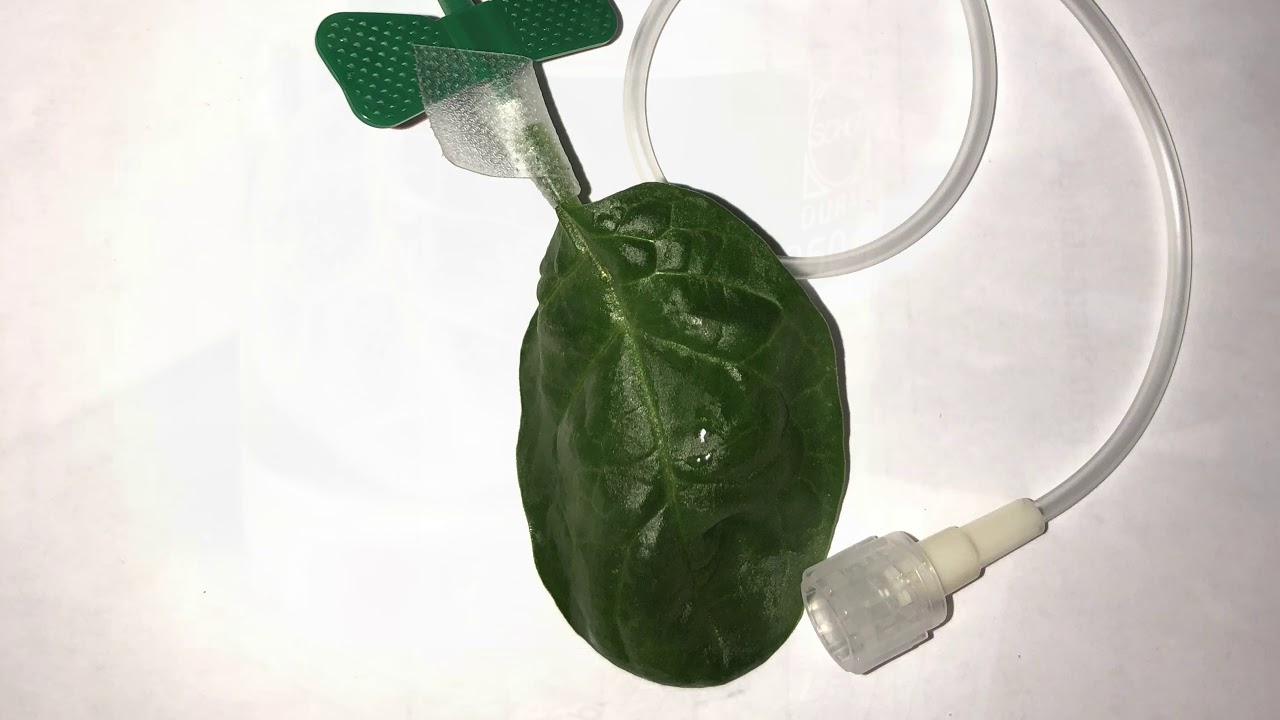 Decellularized plants as support-structure for organ formation