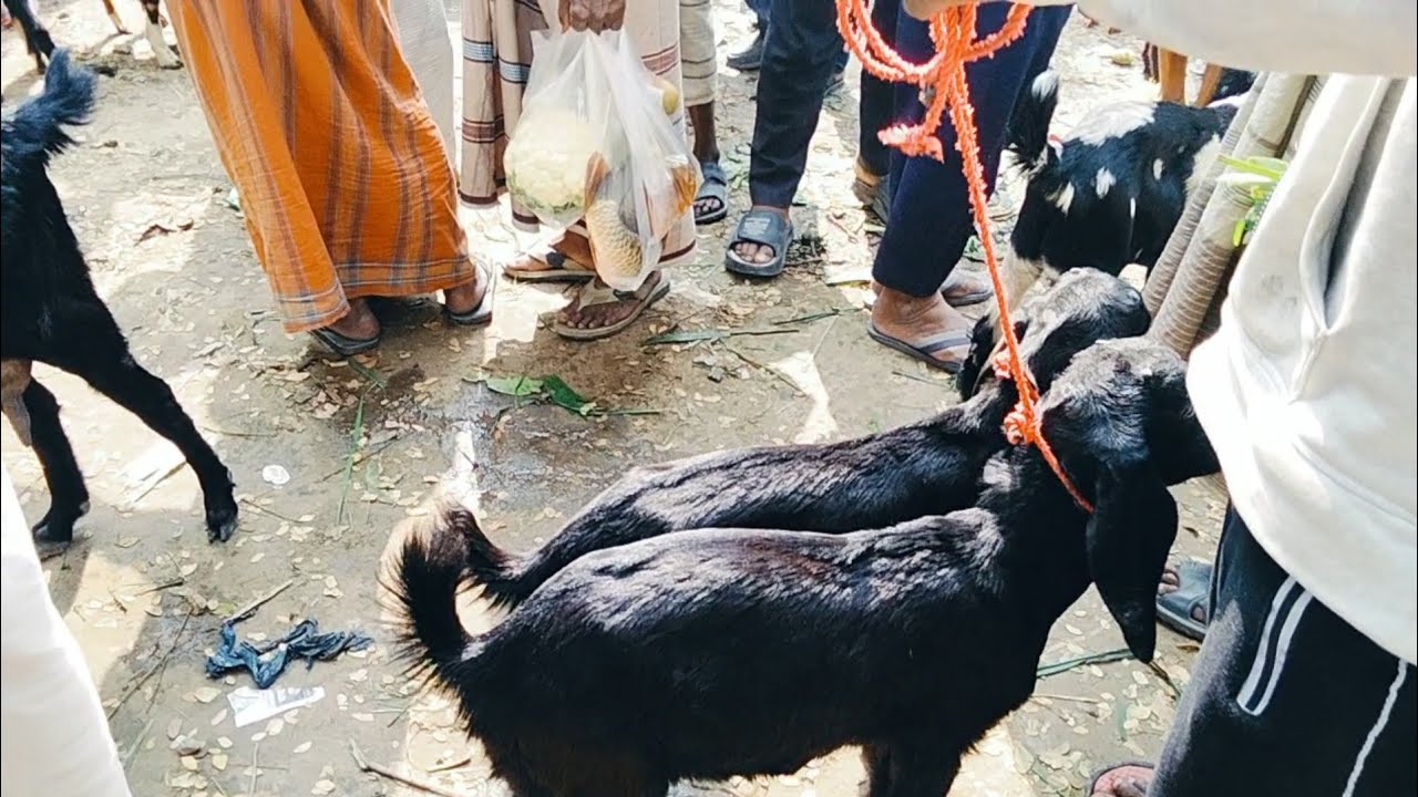 03/02/2026 মাত্র 12 হাজার 500 শত টাকা দেশি ছাগল,,,,,