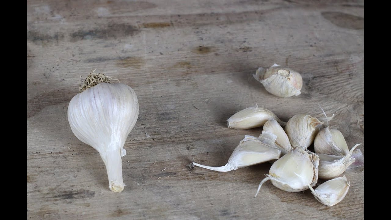 Garlic Guide - The Best Garlic Varieties To Grow