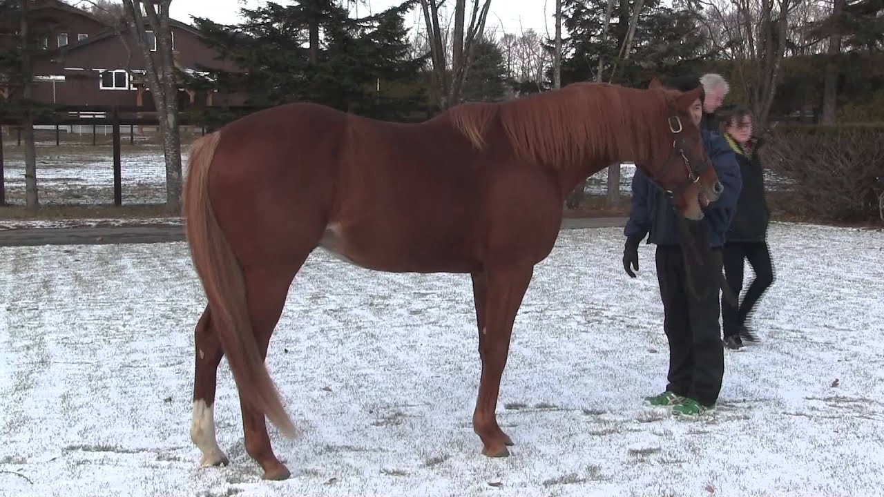 A Two-Minute Tour of Shadai Farm