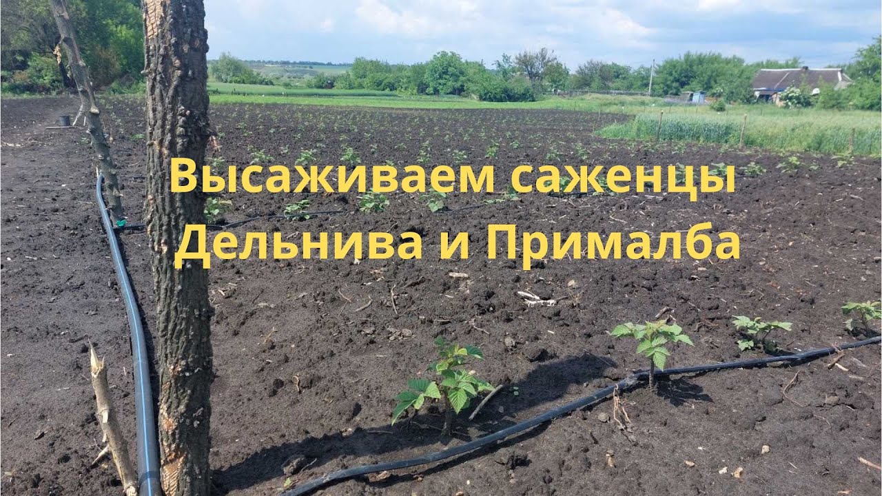 Подготовка участка под малину Дельнива Прималба Пшехиба
