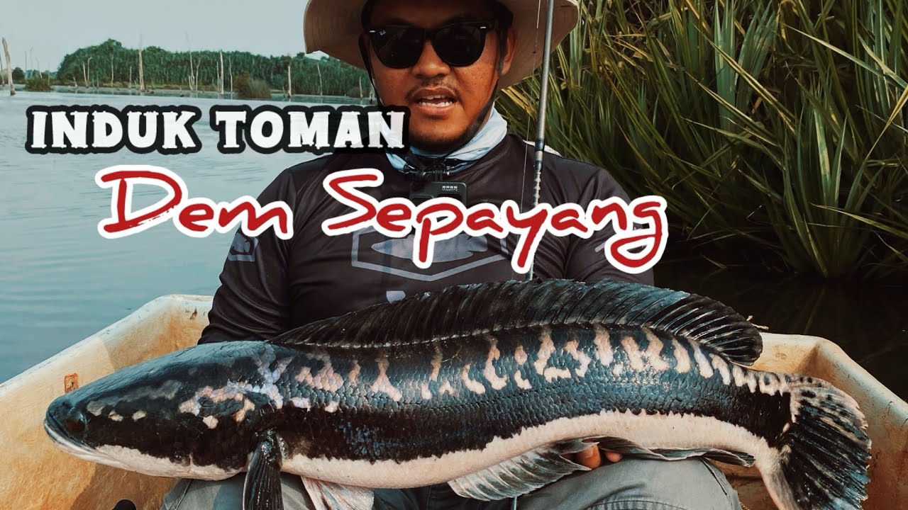 Umpan yang mengena gaiss !! | Shimano | Bantam | BoneFishingworld | Voyage