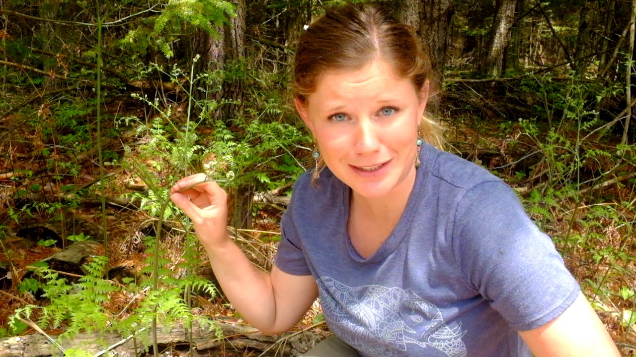 Fern Identification