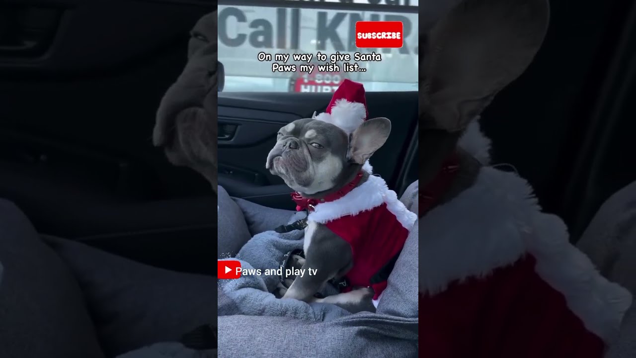 Unbelievable Smart Dogs - You Won't Believe Their Tricks!