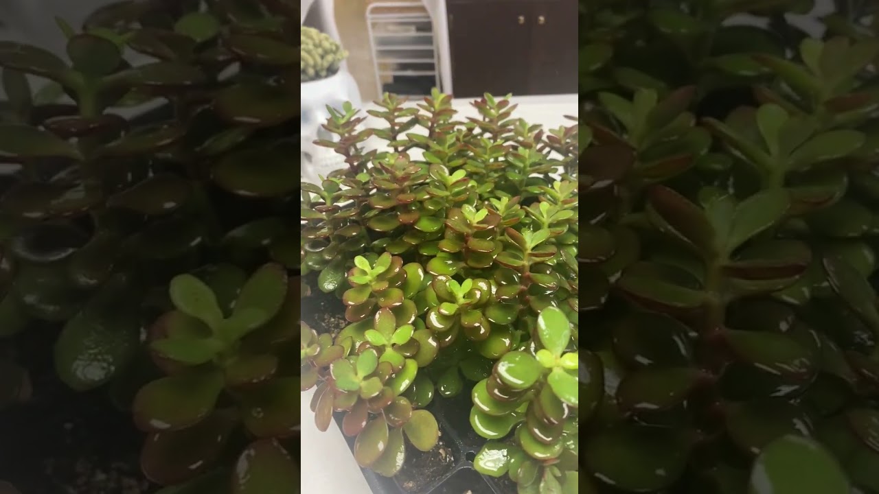 Mealy bug treatment for succulents