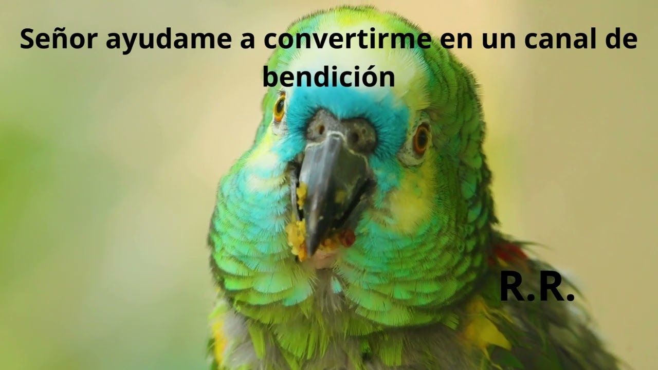 canal de bendicion, #adoración #alabanza #amor #suno #canva #musicacristiana #paz