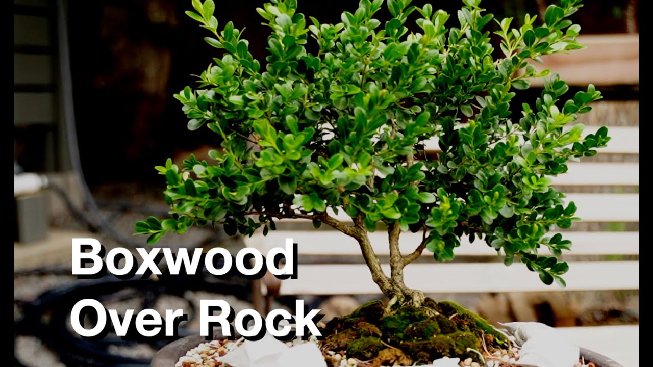 Boxwood & China Doll Trims:  Dave's Bonsai E420