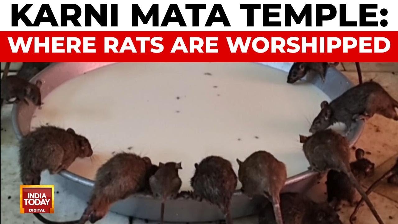 Karni Mata Temple: Where Thousands of Rats Are Revered as Divine Beings | India Today