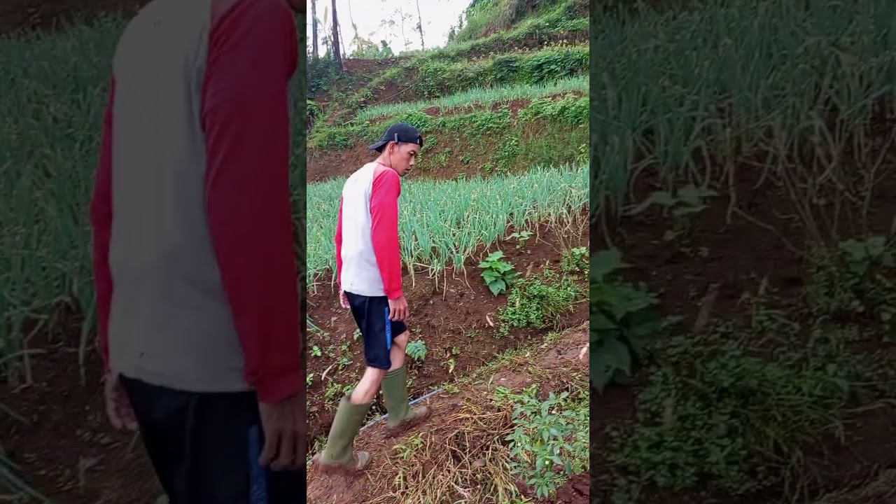 Bawang nges di beskem di penta deui 