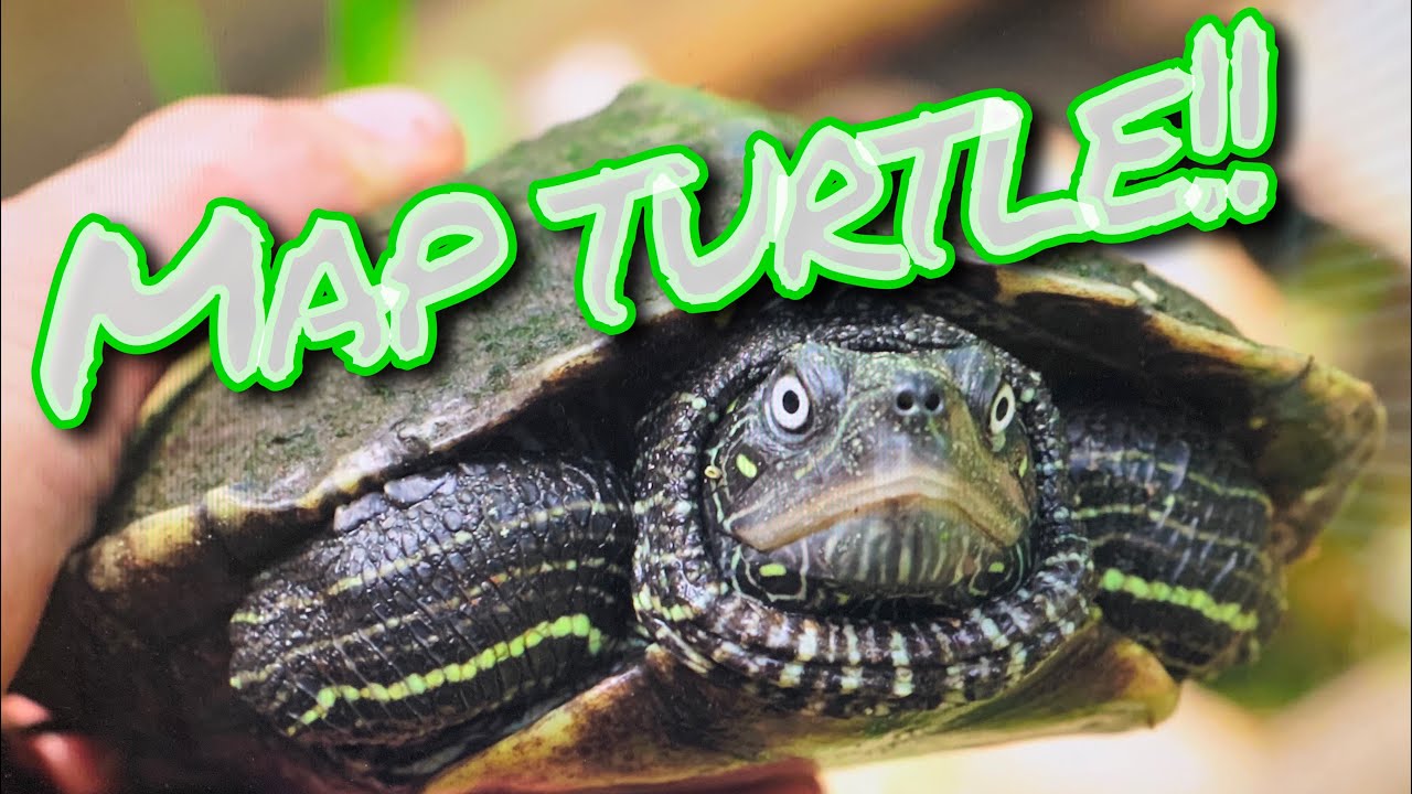 Lockdown Q and A: Mississippi map turtles, and should you handle your turtle??