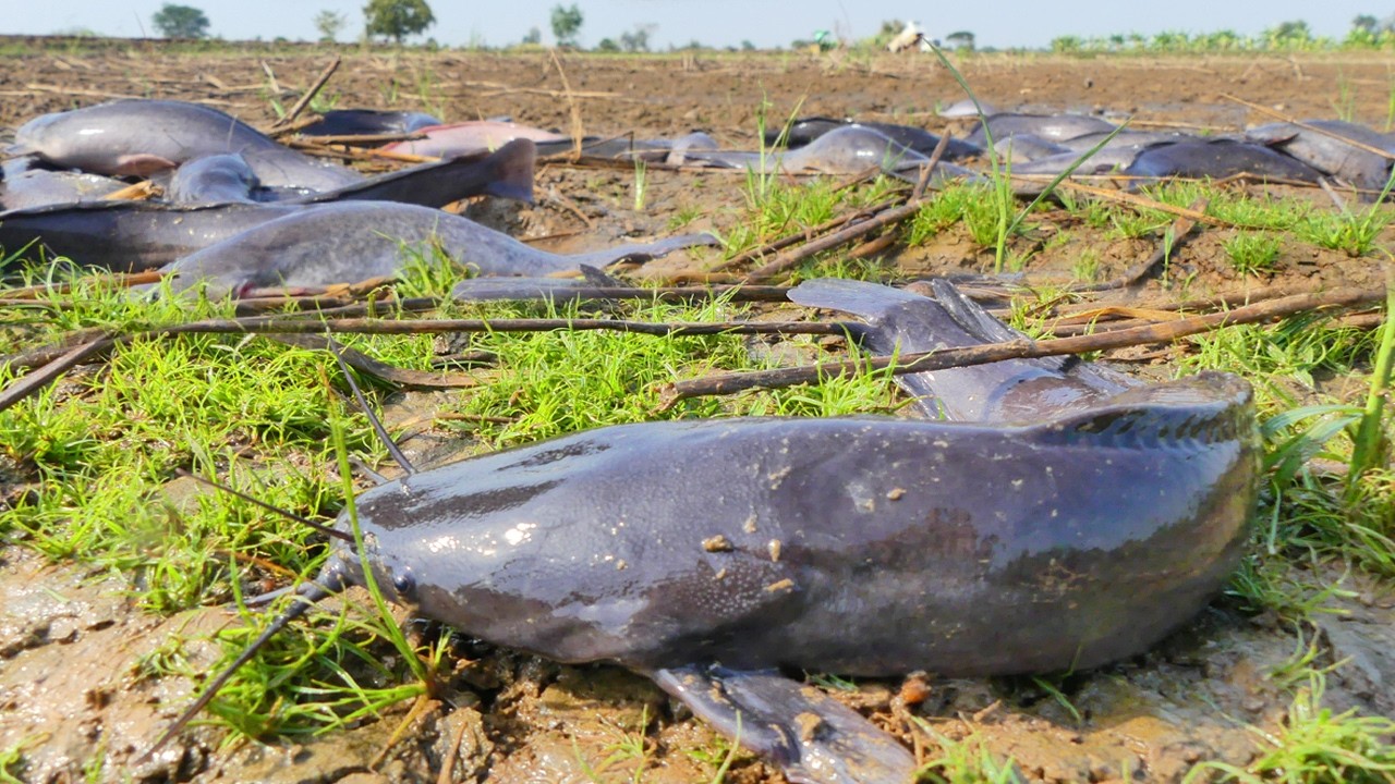Biggest Catfish Nest Ever Found in the Field!
