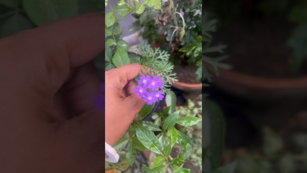 My moms garden #garden #gardenflower #taracegarden #trendingshorts #viralshort #viral #beautiful