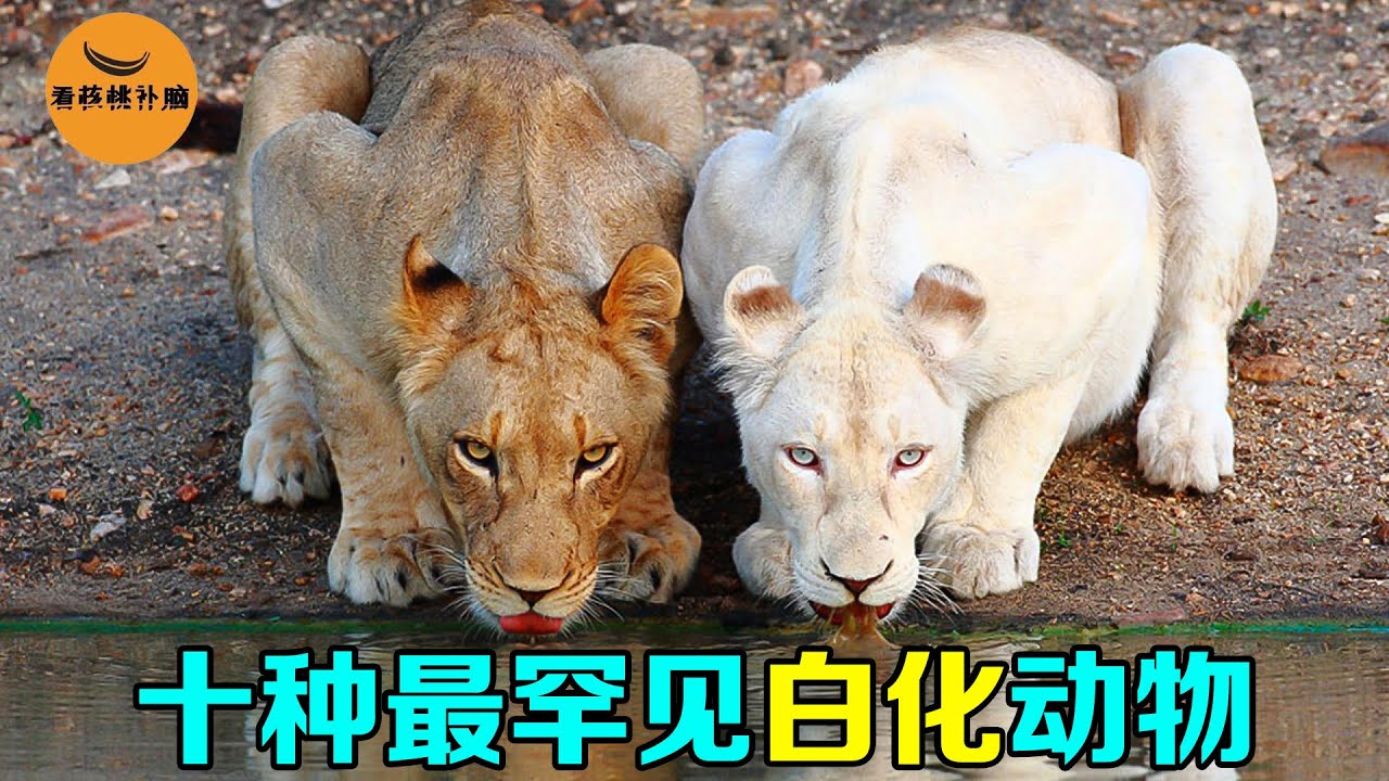 盘点全球最罕见的10种白化动物，最贵的高达5亿元，最后1位仅有1只！【看核桃补脑】