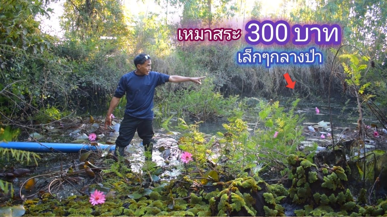 เหมาสระ 300 บาท เเอ่งน้ำเล็กๆ ในพื้นที่รกๆเเบบนี้จะเจอปลาอะไร / บ้านนอก EP.450