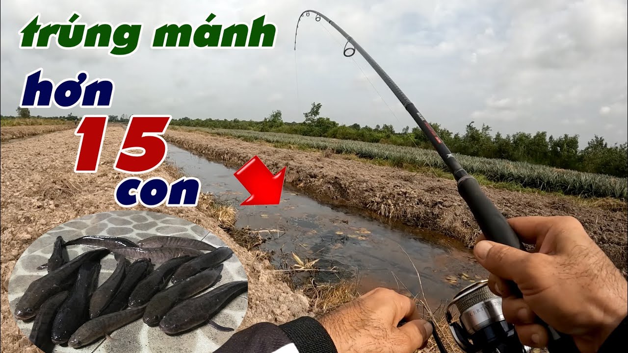 Câu Lure Cá Lóc ✅ Trúng Mánh Ngày Mưa Cá Ăn Mạnh Hơn 15 Con | Tâm Râu Vlog #383