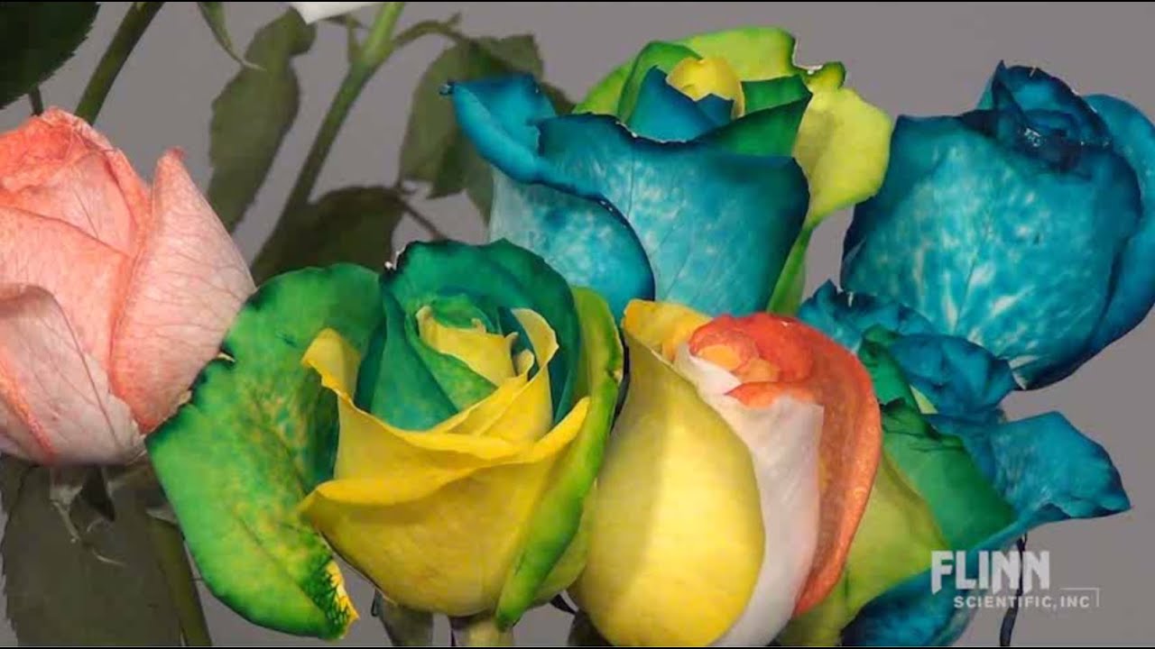 How to Make Rainbow Roses