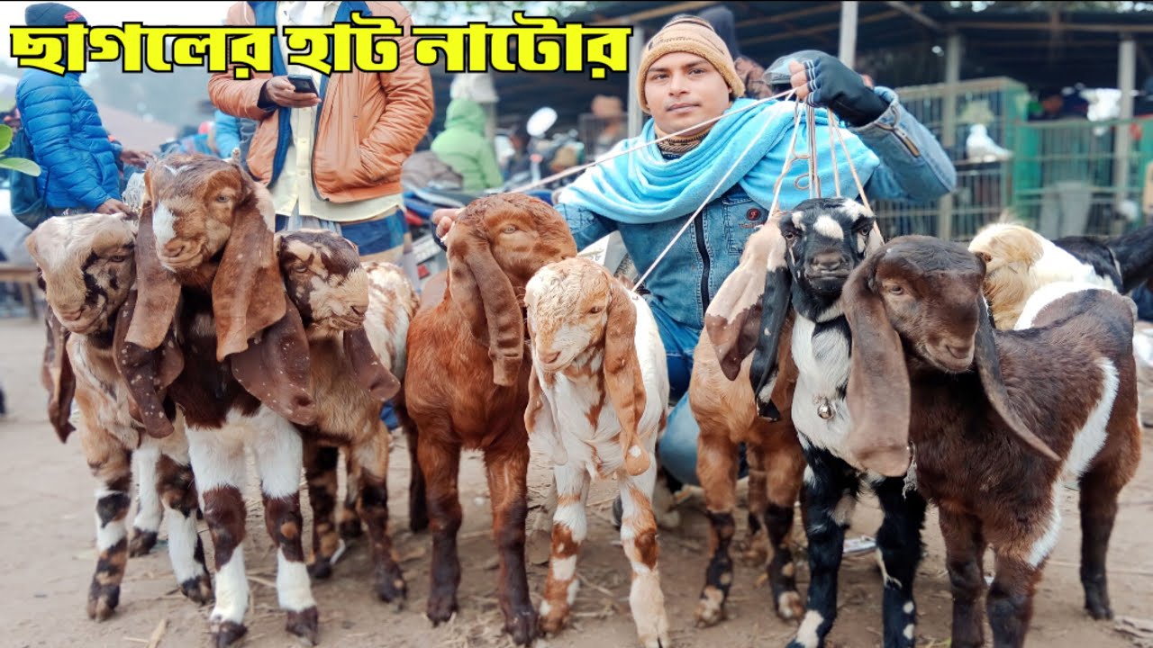 উন্নত জাতের বাচ্চা ছাগলের দাম জানুন নাটোর তেবাড়িয়া ছাগলের হাট থেকে | Goat farming |