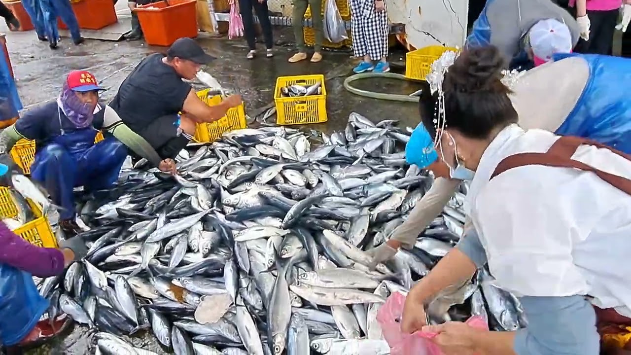 尋寶紀錄】挑戰地表最強鮮度！直擊滿船野生虱目魚「大噴發」，散客爽爽買太幸福！ 粉鳥林漁港 定置漁場 3