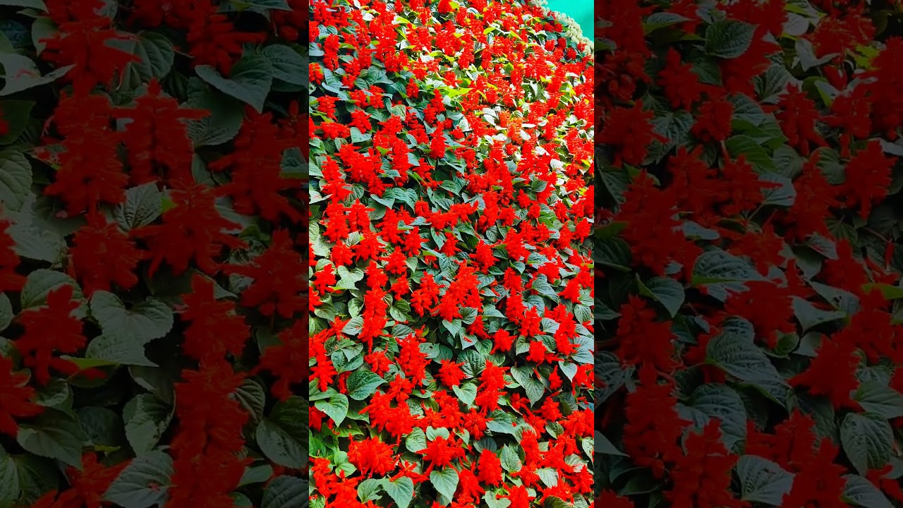 Natural Flourish The Radiance of Flowers #trending #shorts #short #nature