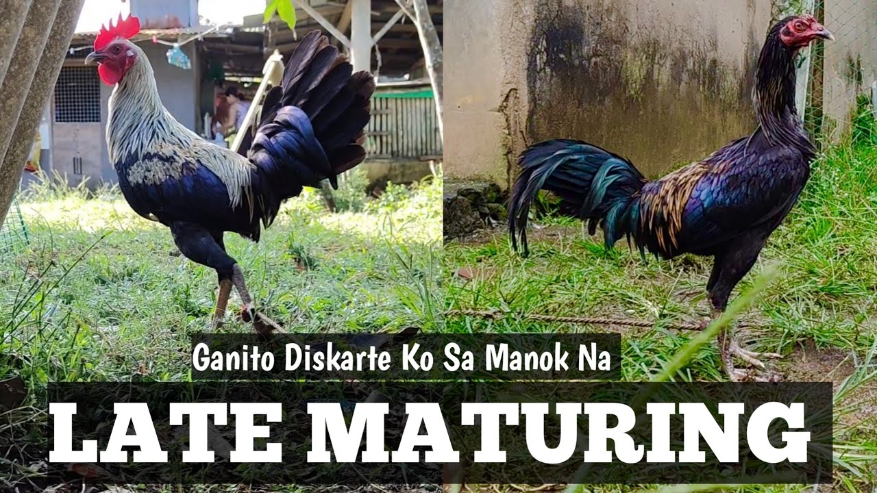 Ano Ang Dapat Gawin Sa Manok Na Late Maturing | Eto Diskarte Ko | Linyada ng Mamay