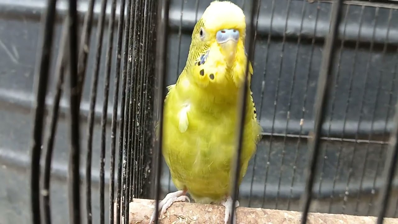 Cute Budgies Sound | Budgies Sound | 
