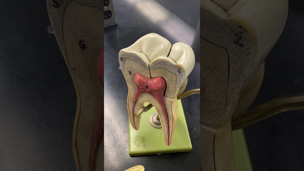 Tooth
