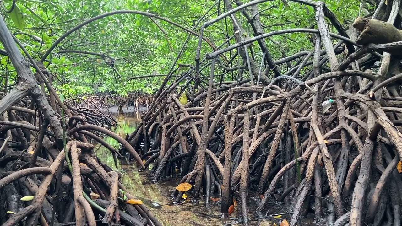 Soft Mangrove Forest Sounds | No Music Sleep Ambience