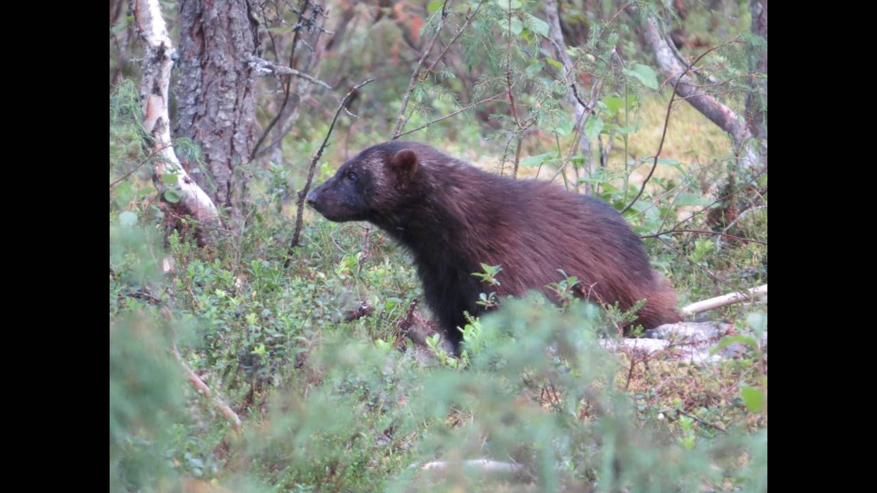 Veelvraat (avond) - Wolverine (evening) - Ahma - Glouton ou Carcajou - Gulo gulo / Finland