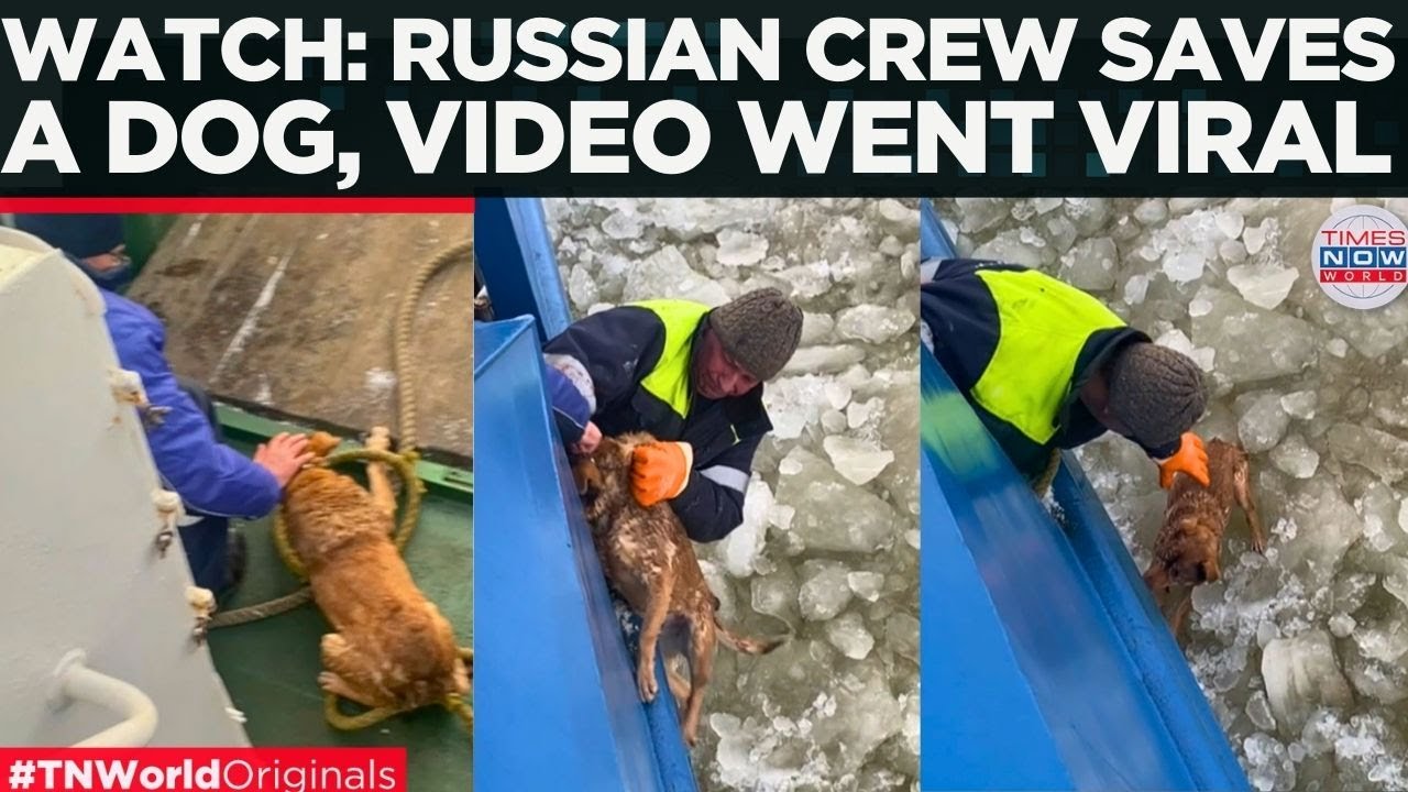 RUSSIAN SAVES A DOG: Sailors Pull Exhausted Frozen Dog From Death In Kaliningrad | World News