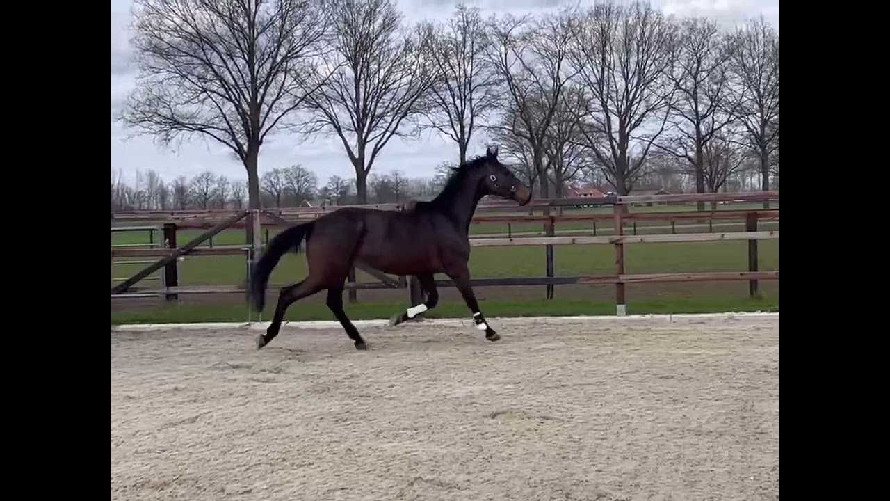 FOR SALE ❗️ 4yrs old dressage mare by FOR GOLD