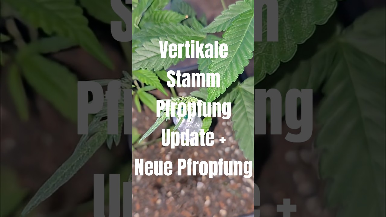 1 Pflanze 3 Strains? 🌿🌱 #indoorplants #plants #420