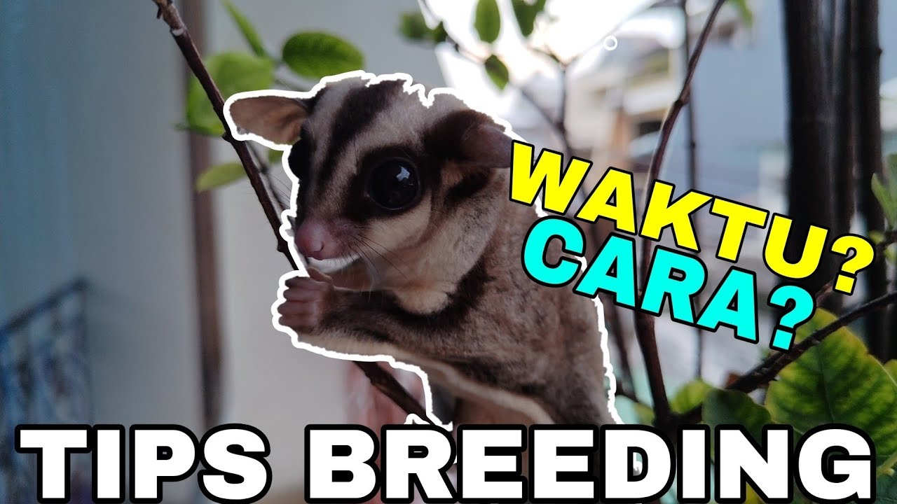 TIPS BREEDING SUGAR GLIDER BUAT PEMULA DI TAHUN 2025!!