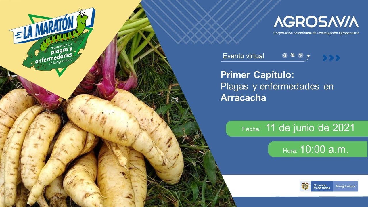 La maratón - Primer capítulo - plagas y enfermedades en arracacha