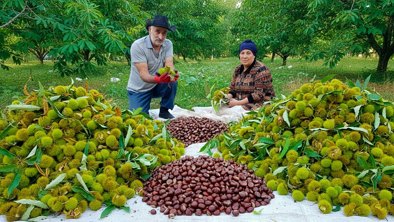 Пожилая пара собрала 100 кг урожая каштанов в горных лесах
