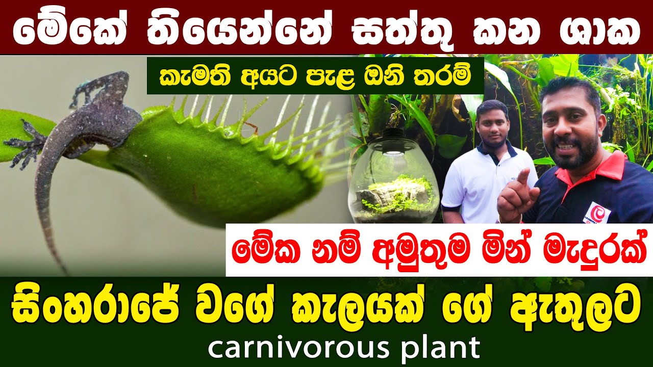 මෙතන සත්තු කන ශාක තියෙනවා | සිංහරාජේ වගේ කැලයක් ගේ ඇතුලේ වගේම බෝතලෙත් හදනවා | aqua leads aquarium