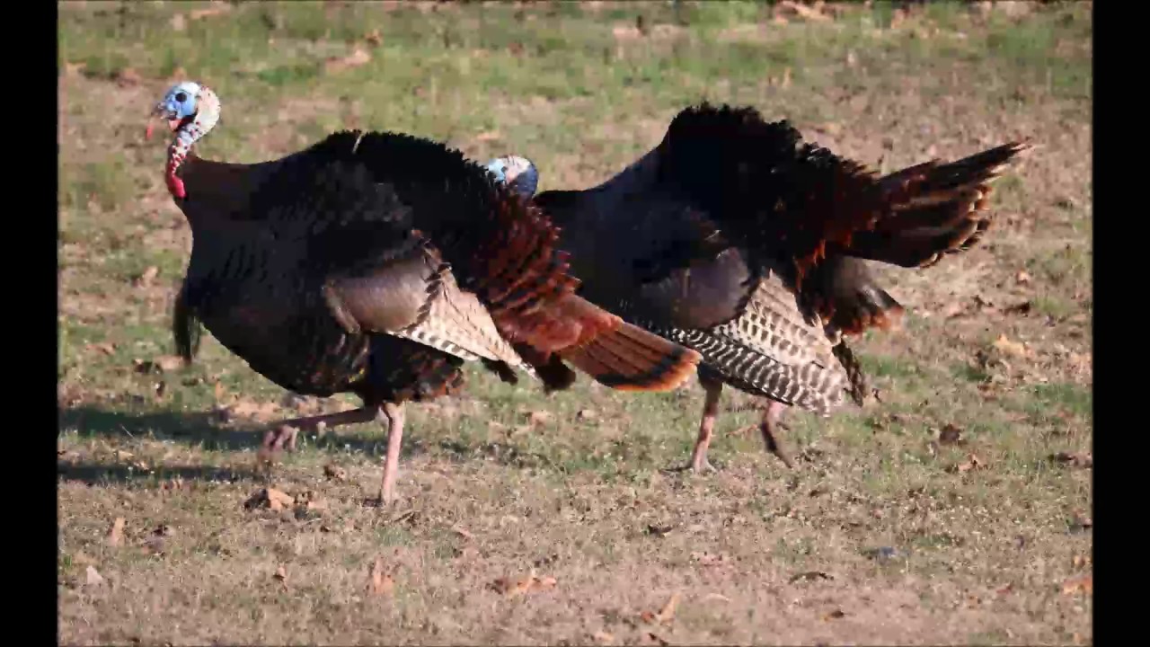 What The Flock Is Going On Out There?