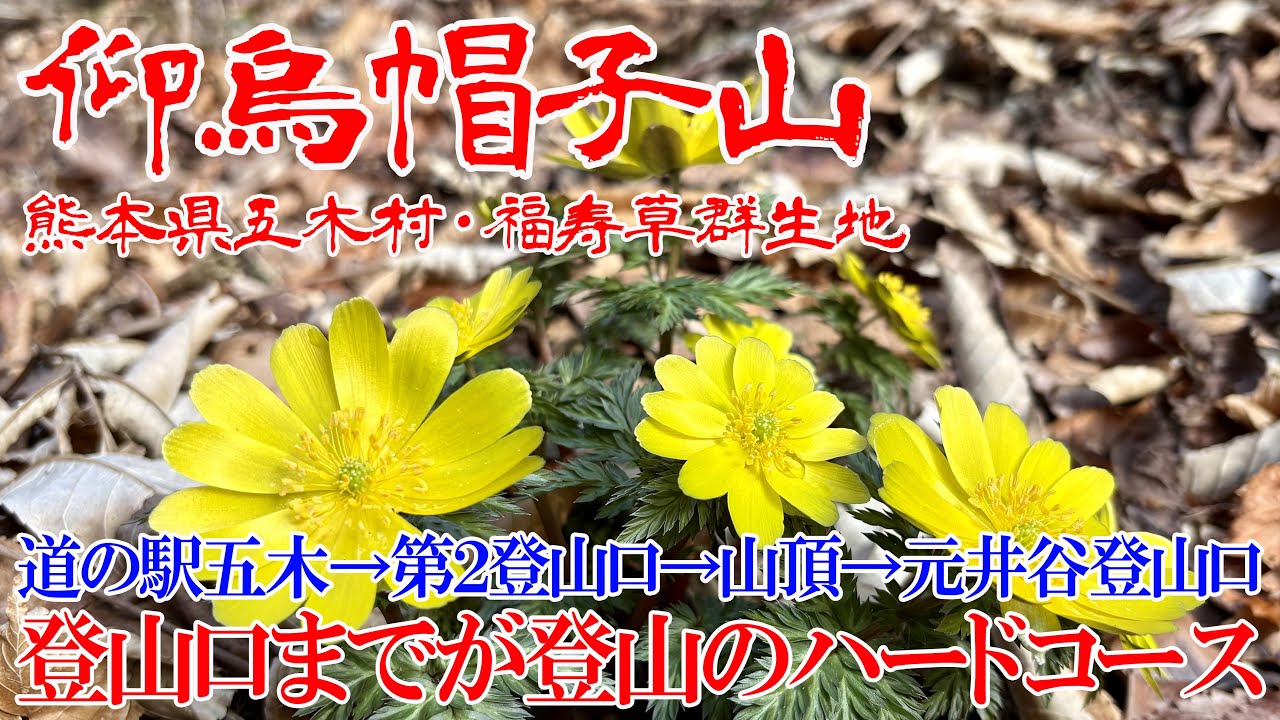 【熊本県五木村 仰烏帽子山】本編で「岳」と間違えてます🙇登山口に到達困難な九州百名山😓今が見頃の福寿草群生地🌼
