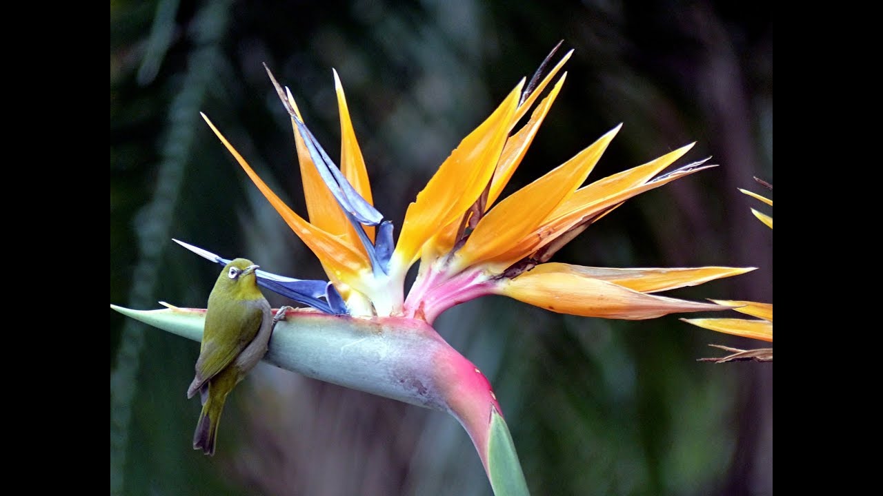 Südafrika - Kapstadt: Kirstenbosch  Botanischer Garten Vlog #23