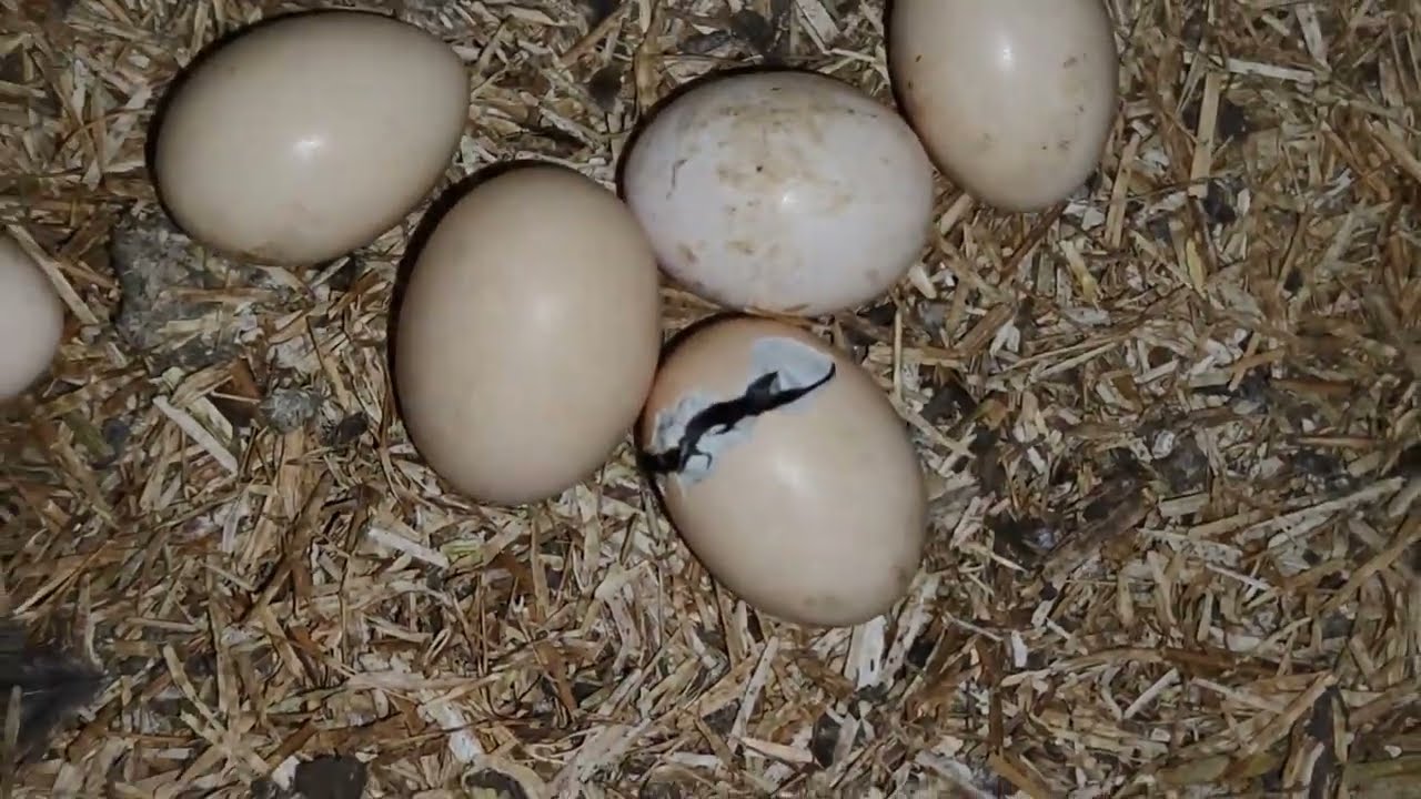 Kan het nog gekker??  Weer kuikentjes!