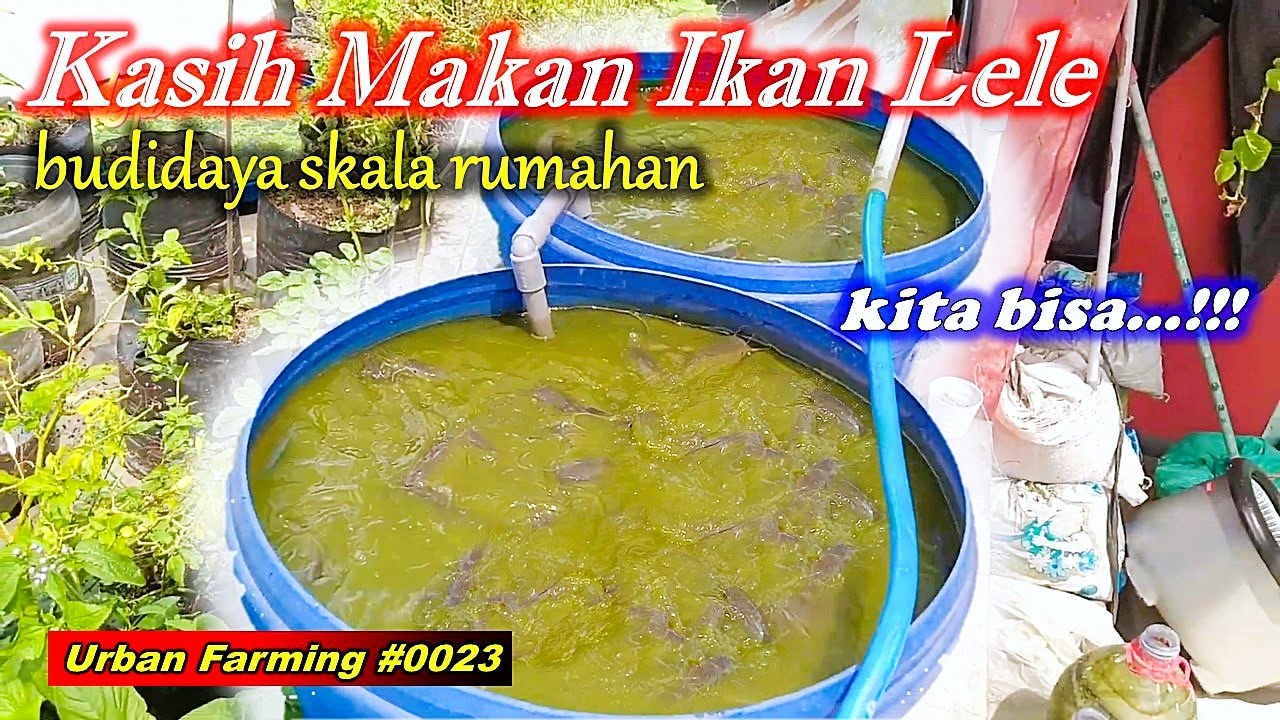 Kasih Makan Ikan Lele dalam Ember | Seperti Ini Respon Makannya..!! - #budidaya #lele #leleorganik