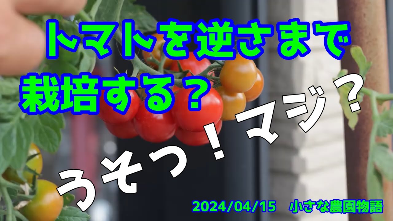 【トマト】トマトを逆さまで栽培する？　変わったトマト栽培　2024/04/16
